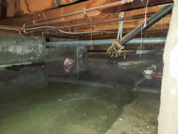 Best Basement water damage restoration  in Oswego, NY